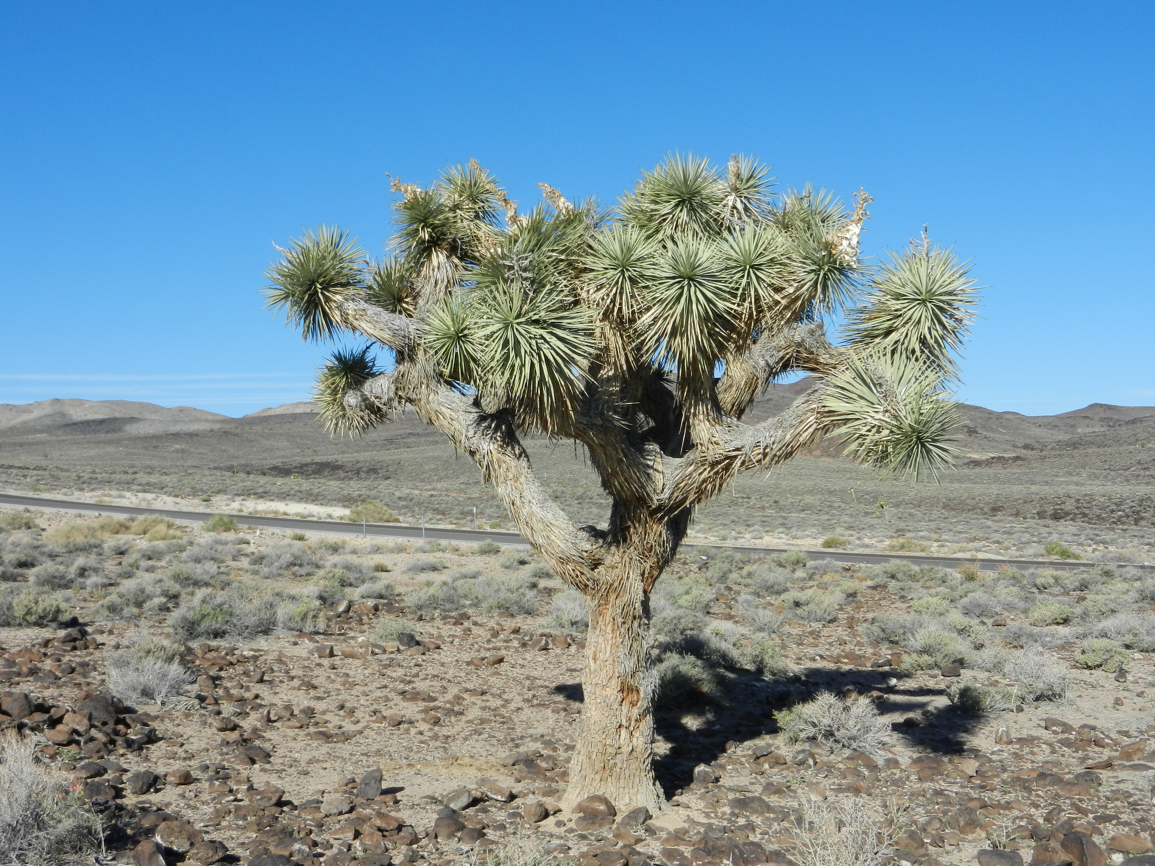 Tag 22: Pamamint Springs – Mammoth Lakes