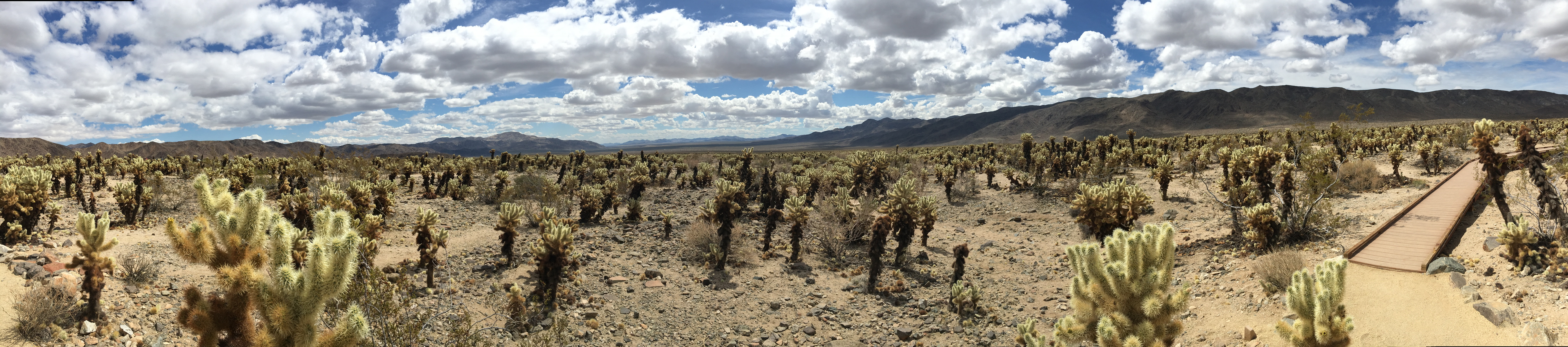 Tag 40: 29 Palms – Indio